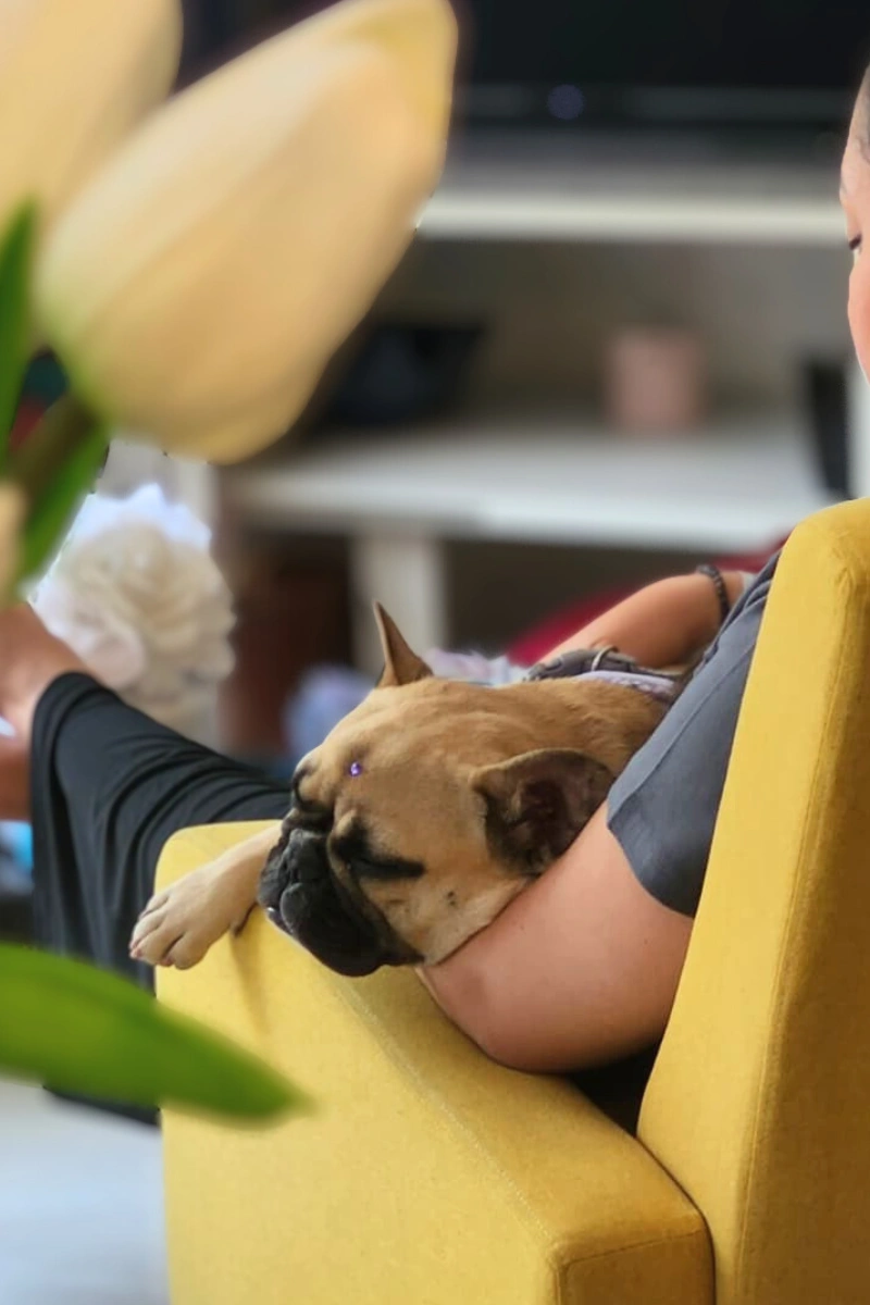 Dog boarding and daycare in Miami