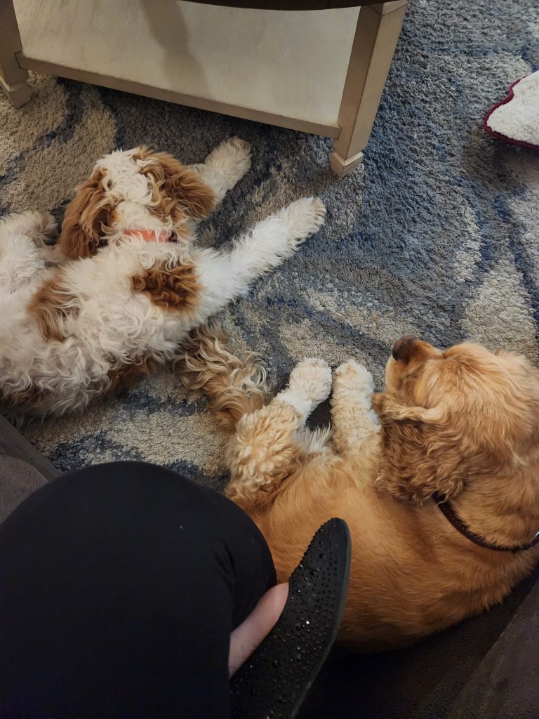 Cocker spaniel and Golden Doodle resting in Lulu Pet Care Miami Home