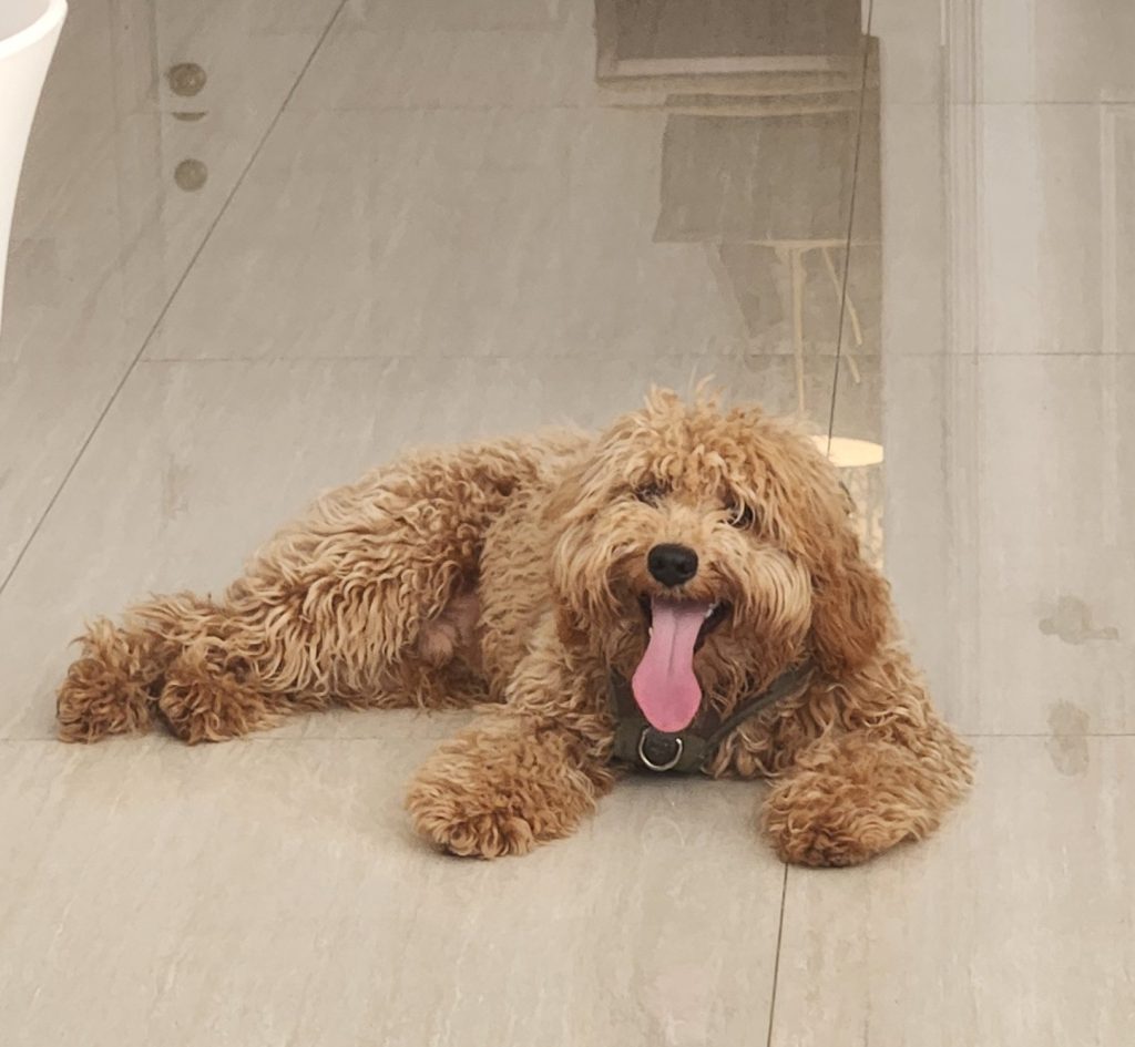 cockapoo teddy in Lulu Pet care