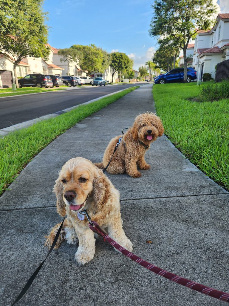 Cocker Spaniel and Cockapoo walking with lulu pet care