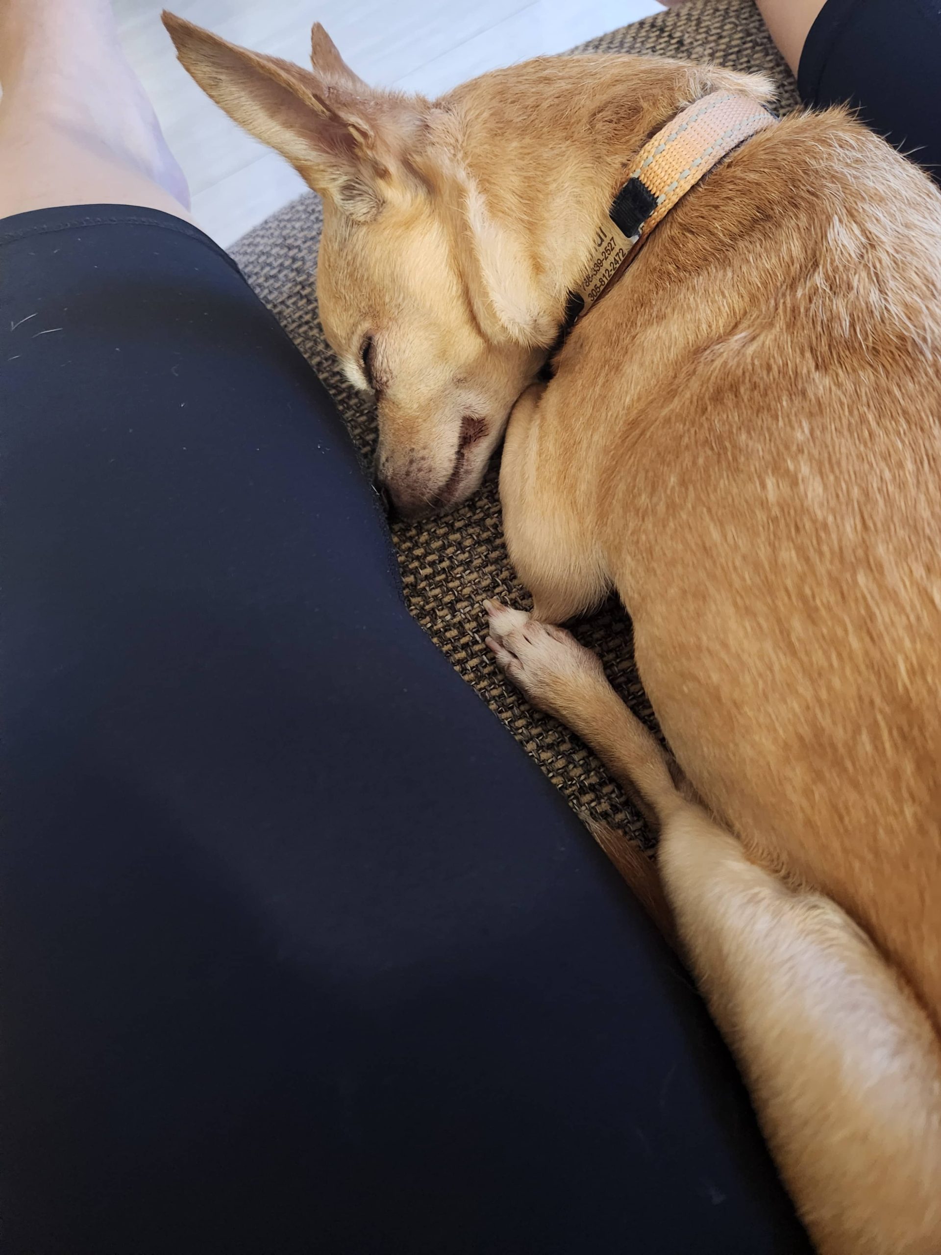 Arthur, a chihuahua peacefully napping in Lulu Pet Care Boarding