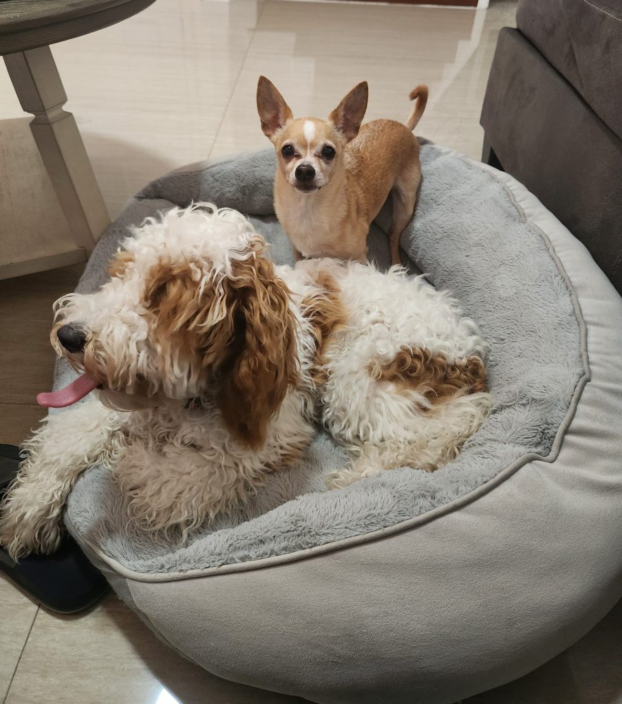 Joy and Arthur enjoying a Saturday night movie dog pajamada at Lulu Pet Care Miami