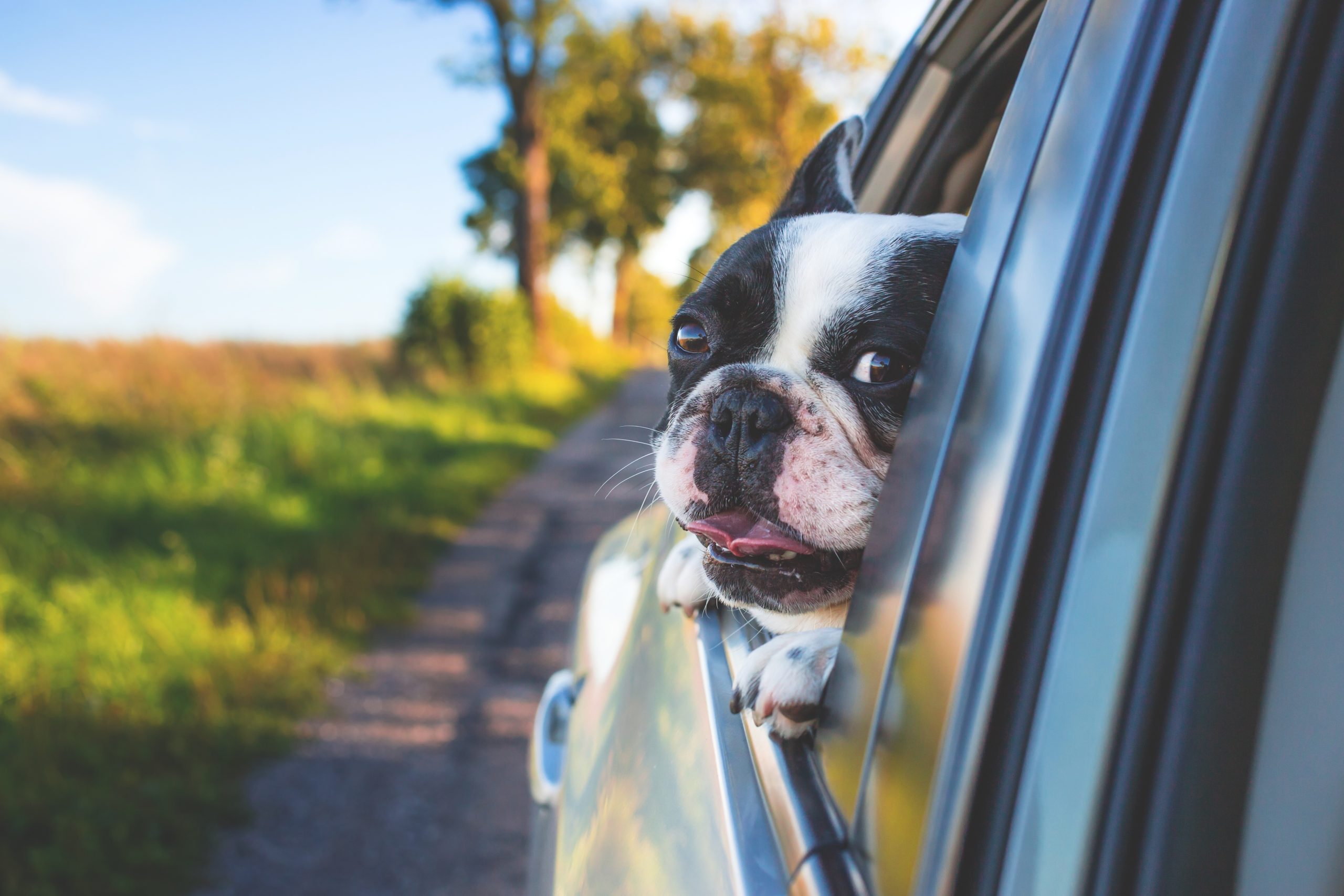 Dog riding pick up and drop off lulu pet care service