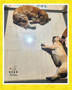 Coco y Samba