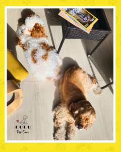 Joy y Coco