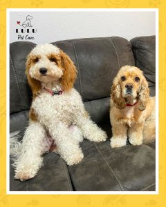 Joy y Coco