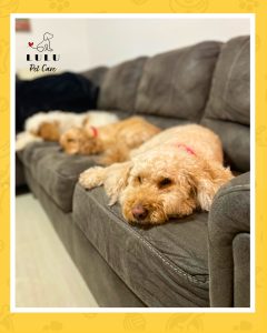 Lola y coco