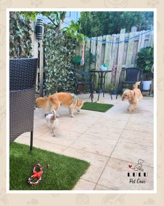 Jack y Coco